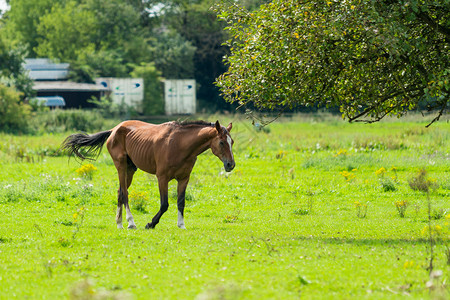 在田野中放牧的马匹图片