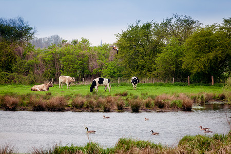 牛在河边放牧青夏草原上图片