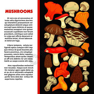 山羊皮宣传海报上张贴所有可食用物种的森林蘑菇并附有样本文卡通矢量图插画