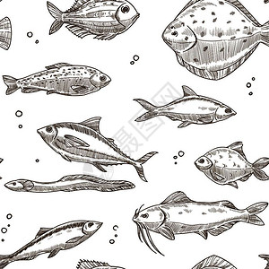 派克鲈鱼手绘各种鱼类插画