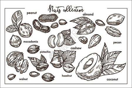 榛子坚果来自世界各地单色杏仁异国甘蓝甜花生小腰果天然菠萝森林栗子稀有的核桃和成熟椰子矢量插图插画