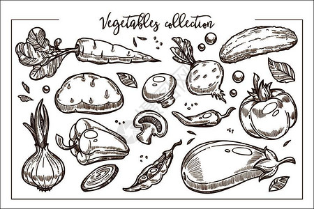 土豆插图农业美食学高清图片