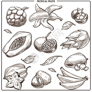 卡兰布里奇热带水果矢量草图木瓜芒果或和的异种实收藏用拉布丹或卡兰博恒星果和辣椒实采集的香蕉或柳叶插画