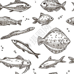 韦斯特谢尔德河手绘鱼类图集插画