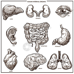 手绘人体器官肝肾眼耳肠胃心脏和大脑插画