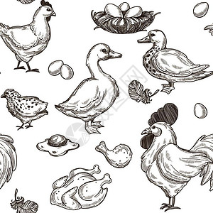 鸡蛋特写含有鹅和母鸡公蛋无缝模式矢量的农场单色草图大纲和食物家禽肉蜂巢和炸鸡翅膀食物和动农村生含有鹅和母鸡公的农场种模式矢量插画