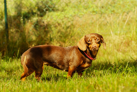 腊肠狗在在草地上玩耍背景图片