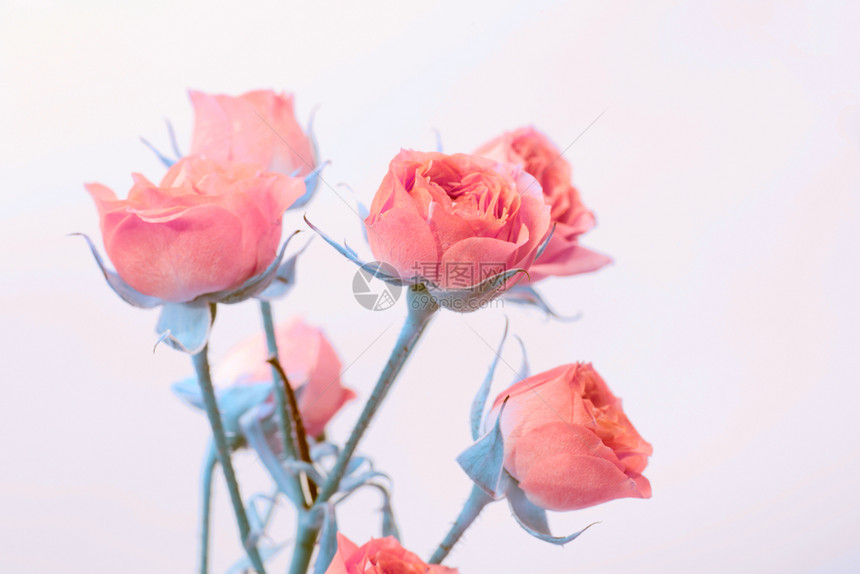 玫瑰花束旧式的复古风格图片