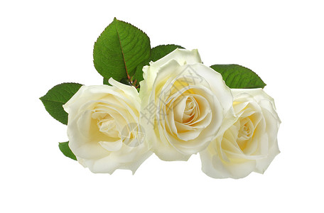 三朵白玫瑰三图片