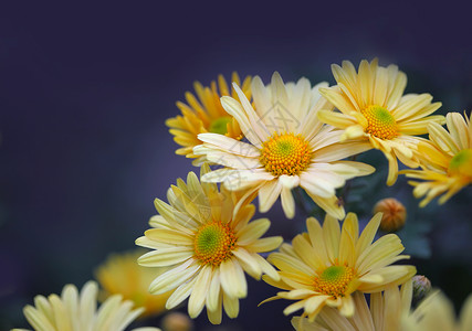蓝色黄花朵迈克尔马斯雏菊高清图片