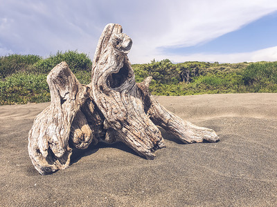 海岸上的旧木桩图片