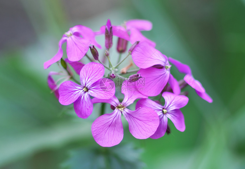 紫罗兰的花朵大自然构成图片