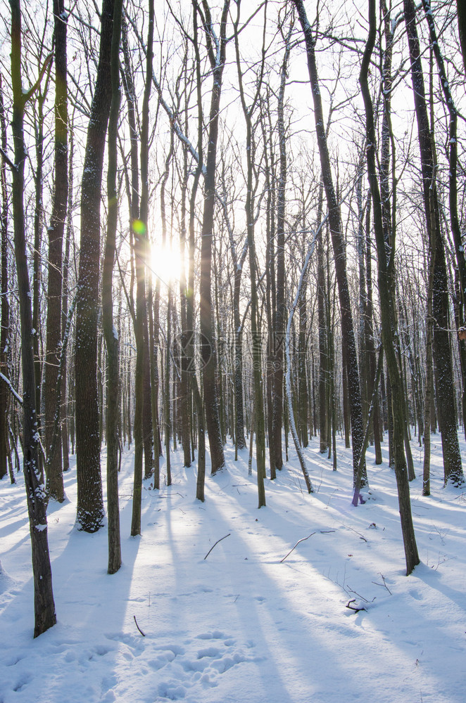 冬季森林日落图片