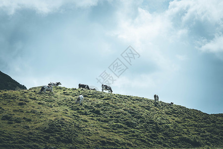 牛群在高山草原放牧链在背景中图片