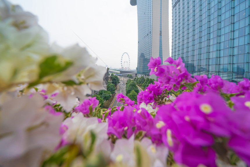 在新加坡下城天际线亚洲市金融区和商业中心天梯和高楼大图片