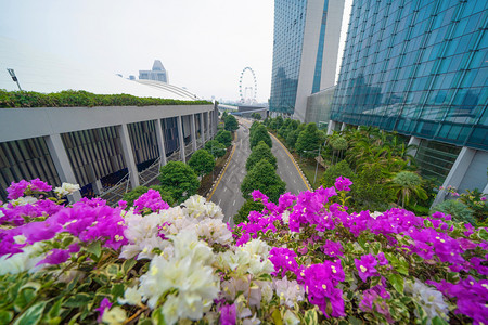 在新加坡下城天际线亚洲市金融区和商业中心天梯和高楼大图片