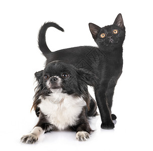 白色背景面前的黑小猫和吉娃高清图片