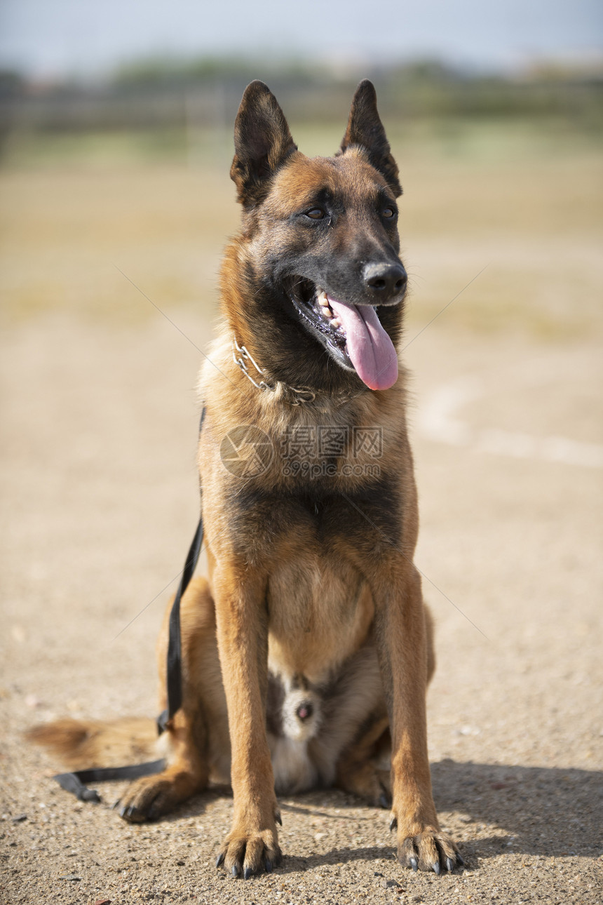 训练警犬与攻击者进行训练图片