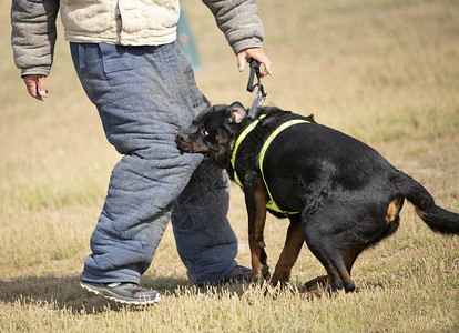 训练警犬与攻击者进行训练图片