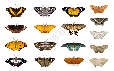 一群多彩的蝴蝶和飞蛾孤立在白色背景上昆虫动物图片