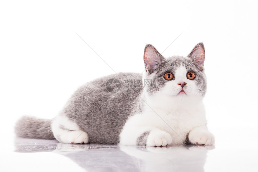 白色背景的美丽灰小猫图片