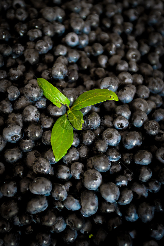 鲜生蓝莓作为背景顶视图图片