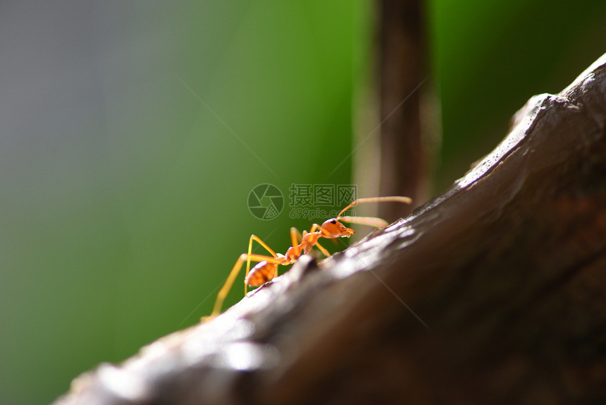 在树枝上站立的蚂蚁动作在自然红蚂蚁中关闭火步行的大型射杀昆虫红蚂蚁的选择焦点和自由空间很小图片