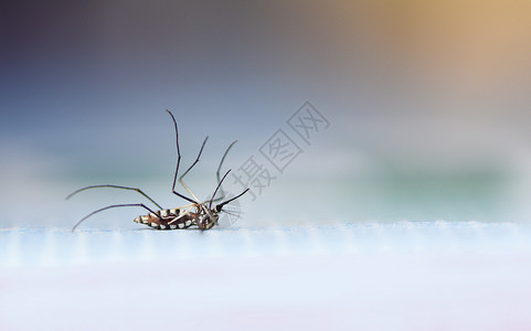 可恶的蚊子地板上的蚊子普通房驱剂概念背景