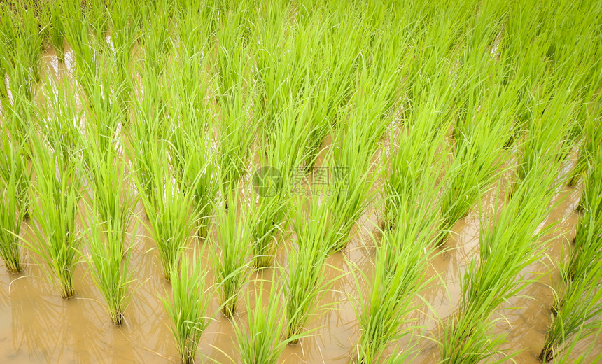 亚洲农业民在有机稻田种植图片