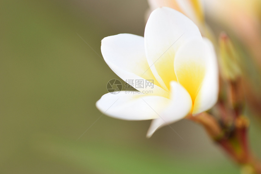 夏季园艺背景的花或frangipani花植物图片