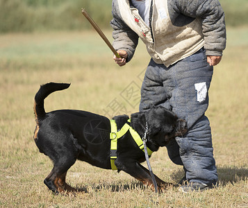 训练警犬与攻击者进行训练背景