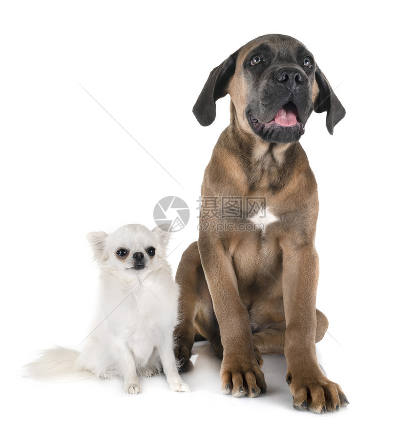 白色背景面前的意大利小狗和吉华花图片