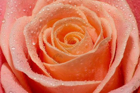 花瓣上有水滴的粉红玫瑰花背景图片
