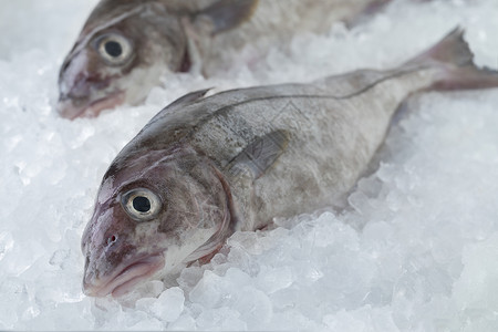 新鲜的半生鱼冷冻在冰上图片