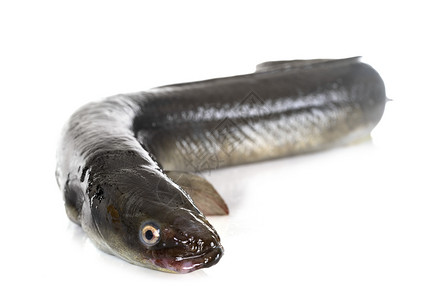 欧洲鳗鱼白色背景面前的欧洲钢背景