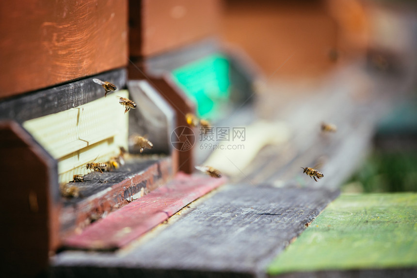 蜜蜂在春天的巢板上降落图片