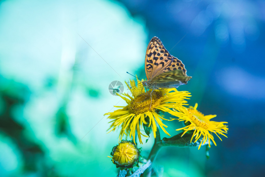 蝴蝶在一朵花上春天在奥地利图片