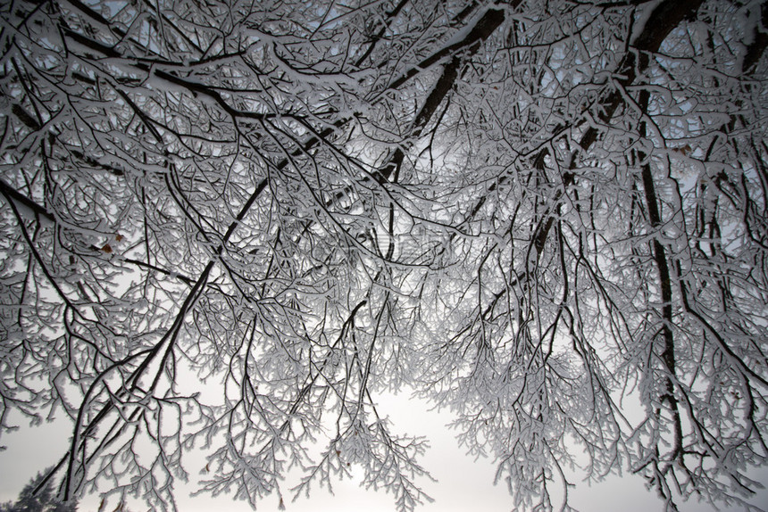 1月的雪和霜覆盖了树木奥地利冬季图片