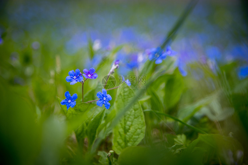 春花鲜朵多彩的夏季野花草地图片