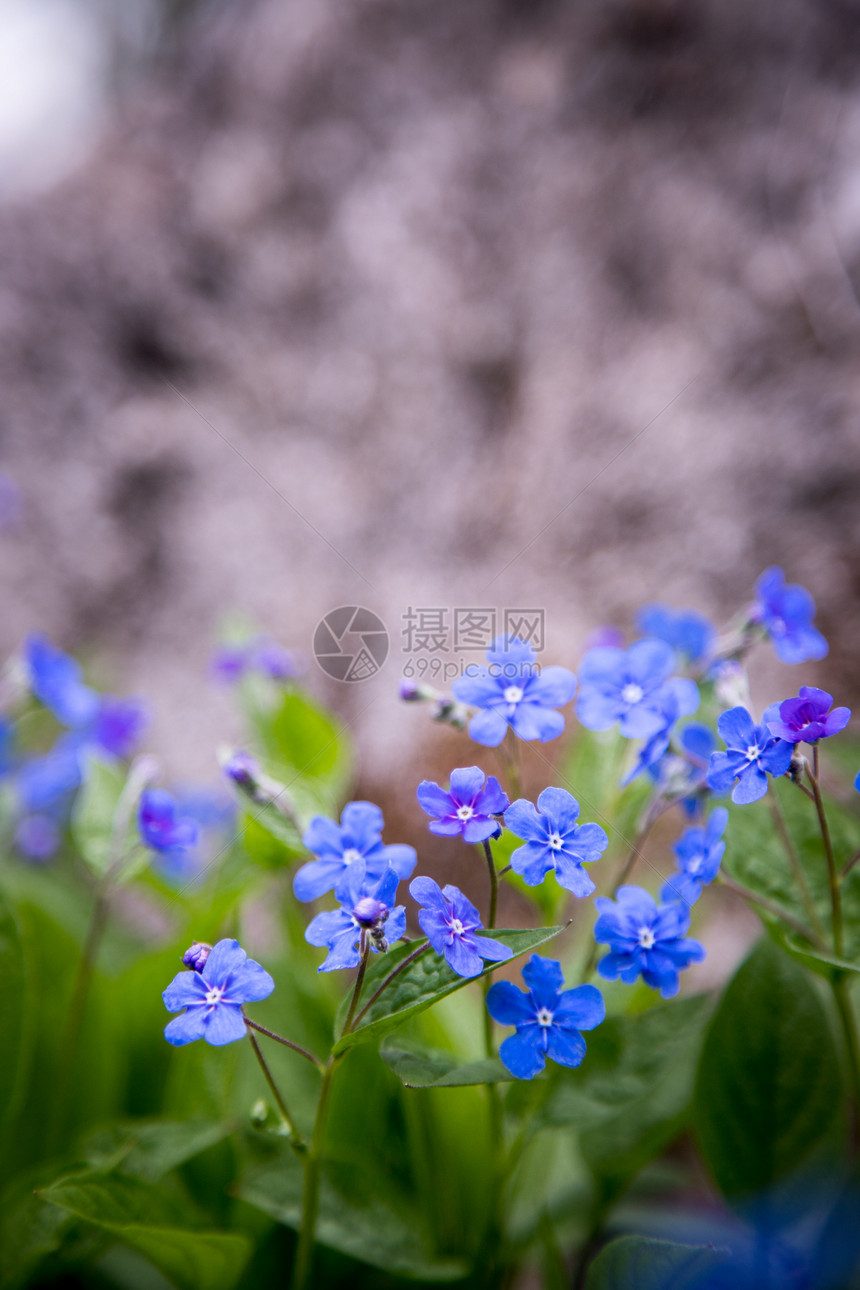 春花鲜朵多彩的夏季野花草地图片