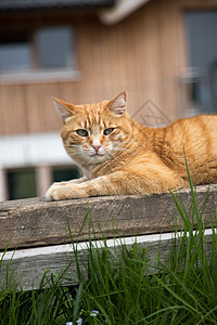 红斑猫躺在户外的木板上图片