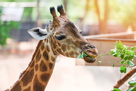 长颈鹿吃树叶Giraffe吃树叶关闭公园的非洲长颈鹿背景