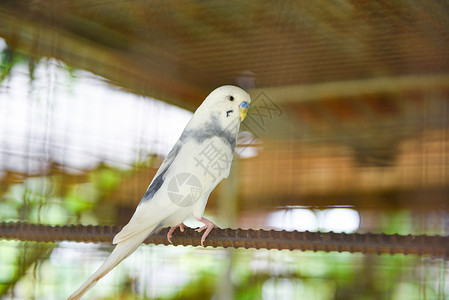 养鸟场笼子里常见的白鹦鹉宠物鸟或小图片