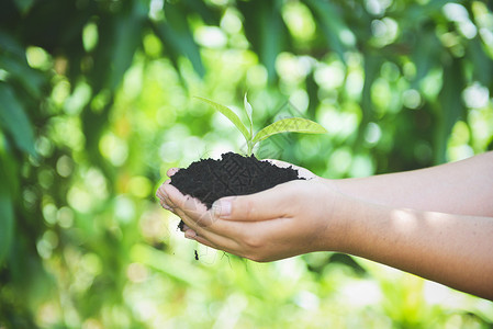 植树苗幼正在土壤上生长手握着帮助环境拯救绿色世界生态概念的妇女手握着帮助环境拯救绿色世界生态概念背景图片