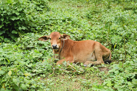 躺在草地上的小牛图片