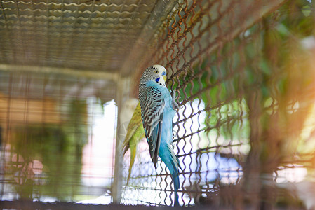 黄色笼子鸟养场笼子里常见的蓝鹦鹉宠物鸟或小背景