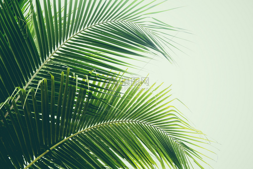 椰子树上新的绿棕榈叶热带植物本底叶图片