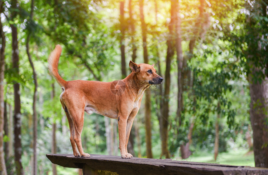 站在林木和天然绿树森林背景上的狗公园图片