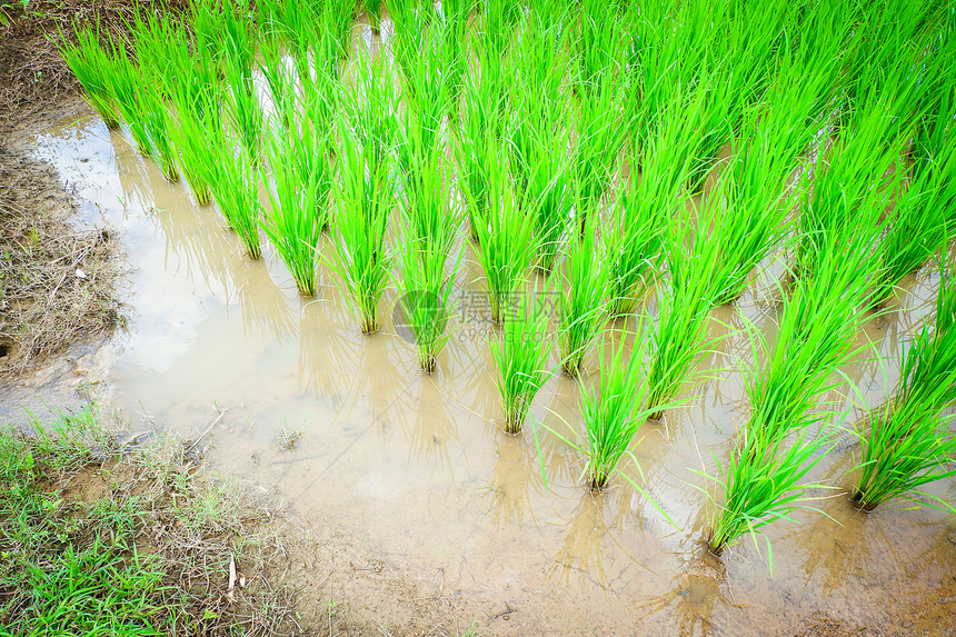 亚洲农业民在有机稻田种植图片