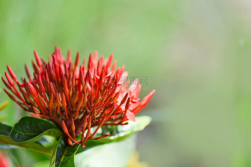 伊索拉花朵在园中盛开美丽的自然绿色背景奇尼西人Ixoracoccinea图片
